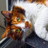 Violette participe au concours pour gagner de l'argent avec cette photo : cat, calico_cat, green_eyes, fluffy, close_up, indoor, window, pet, feline, whiskers, fur, resting, curious, cozy, animal, portrait, relaxed, mammal, cute, domestic