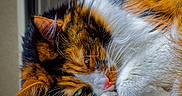 Violette a rejoint le concours — aidez-le/la à gagner de superbes lots ! cat, calico, fluffy, sleepy, indoors, pet, animal, fur, paw, green_eyes, resting, cute, cozy, close_up, whiskers, nose, soft, feline, window, perch