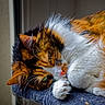 cat, calico, fluffy, sleepy, indoors, pet, animal, fur, paw, green_eyes, resting, cute, cozy, close_up, whiskers, nose, soft, feline, window, perch