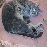 Smokey is registered to the contest to win money with this photo: animal, blanket, cat, close_up, cozy, cute, feline, fur, gray_cat, indoors, nap, paw, pet, pink_blanket, relaxed, resting, sleepy, tabby, tail, whiskers