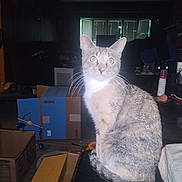Princess is registered to the contest to win money with this photo: cat, indoor, box, clutter, furniture, pet, animal, whiskers, curious, sitting, floor, light, shadow, tail, window, household, room, object, flash, domestic