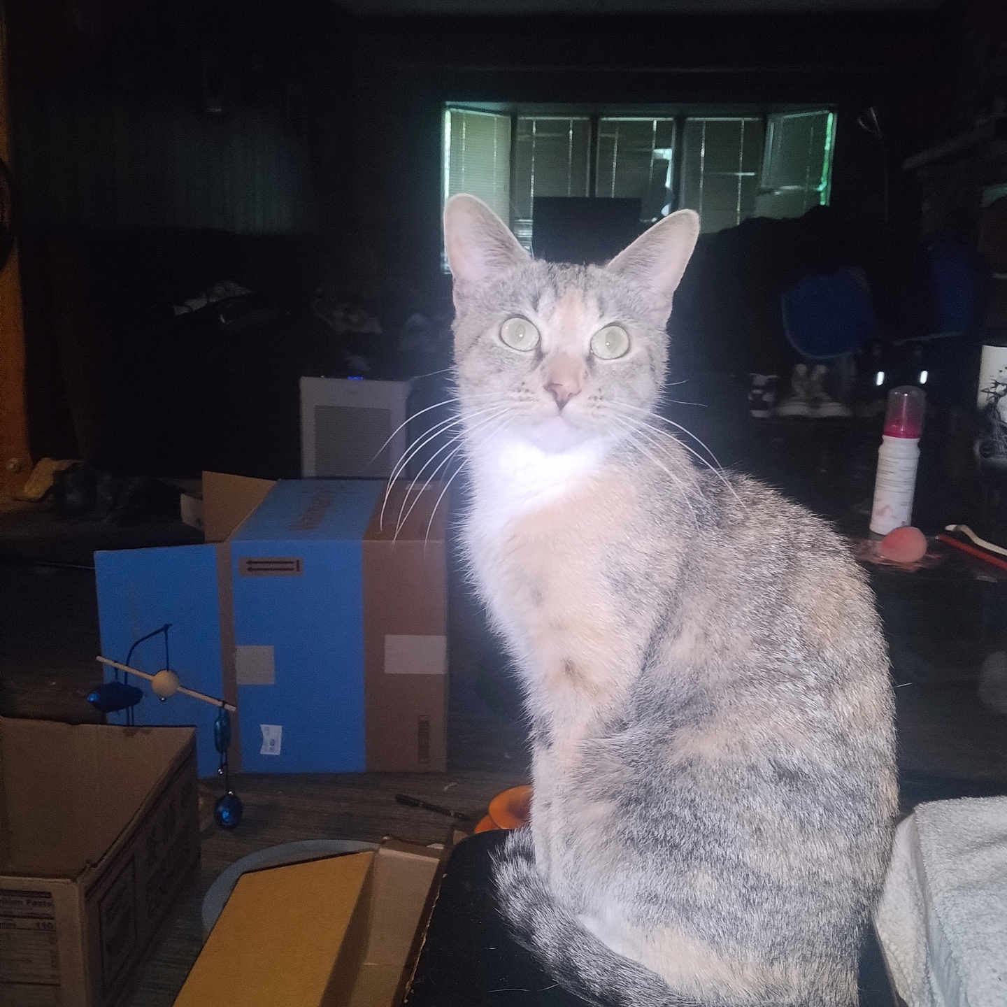 Princess is registered to the contest to win money with this photo: animal, box, cat, clutter, curious, domestic, flash, floor, furniture, household, indoor, light, object, pet, room, shadow, sitting, tail, whiskers, window