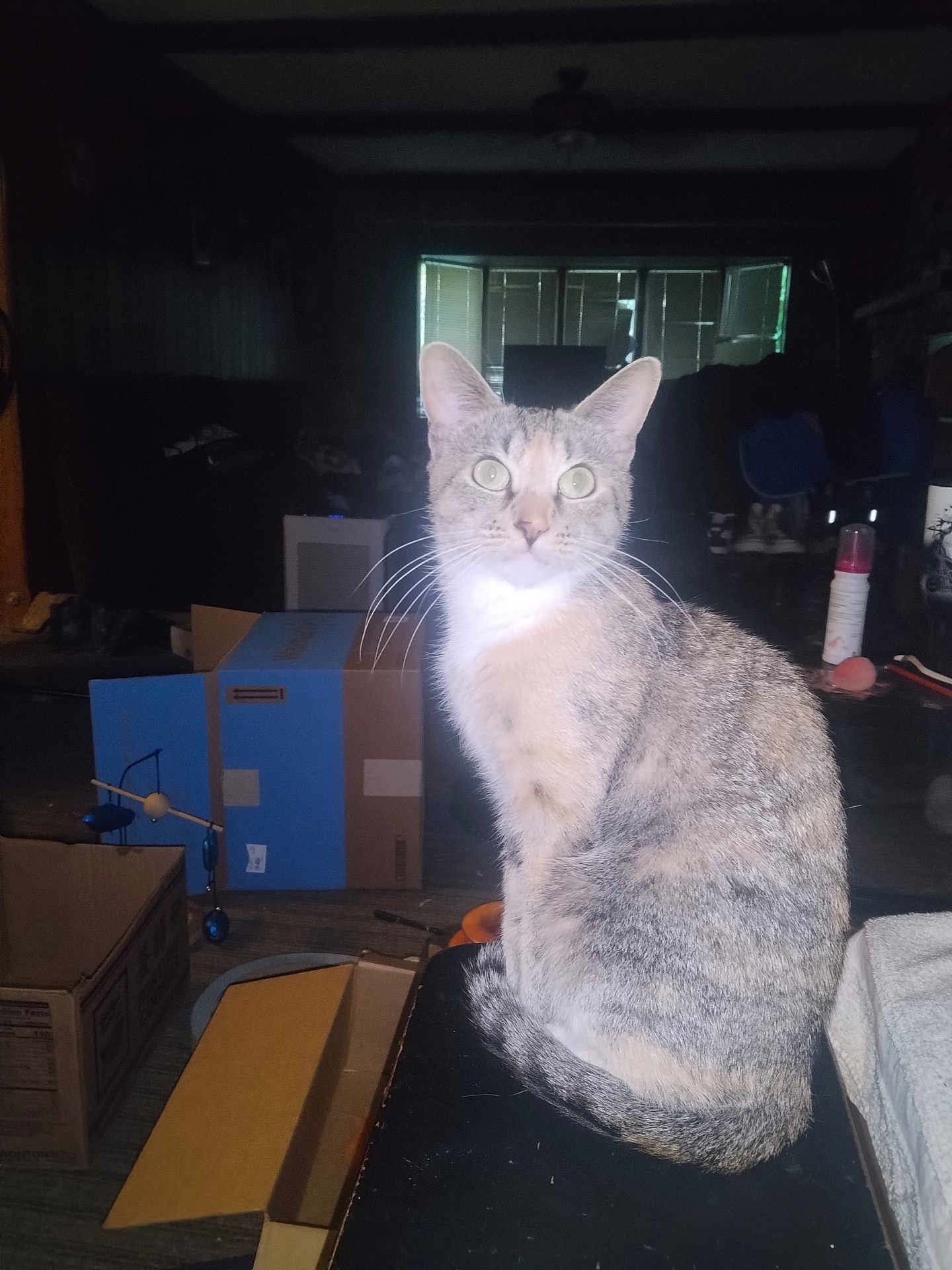 Princess is registered to the contest to win money with this photo: cat, indoor, box, clutter, furniture, pet, animal, whiskers, curious, sitting, floor, light, shadow, tail, window, household, room, object, flash, domestic