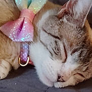 Sia joined the competition — help win amazing prizes! animal, bow, cat, closeup, collar, cozy, cute, domestic, face, feline, fur, mammal, paw, pet, pink, relaxing, resting, sleeping, sparkly, whiskers