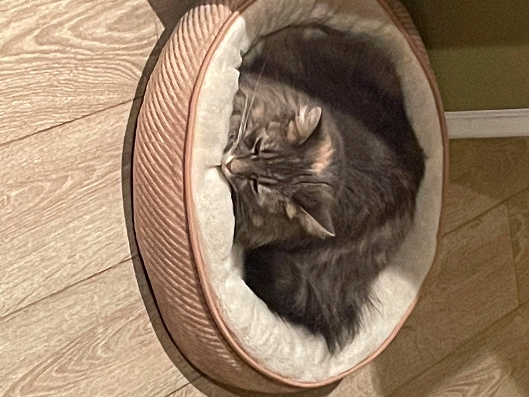 Miss Kitty joined the competition — help win amazing prizes! carnivore, cat, cat_bed, cat_supply, comfort, domestic_short_haired_cat, fawn, felidae, flooring, fur, grey, hardwood, nap, pattern, small_to_medium_sized_cats, snout, tail, whiskers, wildlife, wood