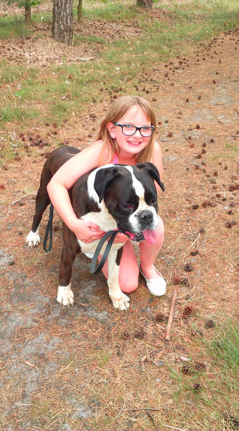 Jack a rejoint le concours — aidez-le/la à gagner de superbes lots ! boston_terrier, boxer, canidae, carnivore, companion_dog, dog, dog_breed, fawn, mammal, non_sporting_group, rare_breed_dog, sporting_group, valley_bulldog, vertebrate