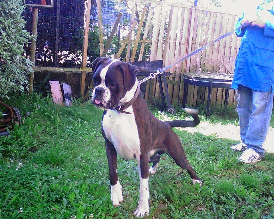 Jack participe au concours pour gagner de l'argent avec cette photo : american_bulldog, boxer, bully_kutta, canidae, carnivore, dog, dog_breed, dorset_olde_tyme_bulldogge, fawn, mammal, molosser, non_sporting_group, sporting_group, valley_bulldog, vertebrate