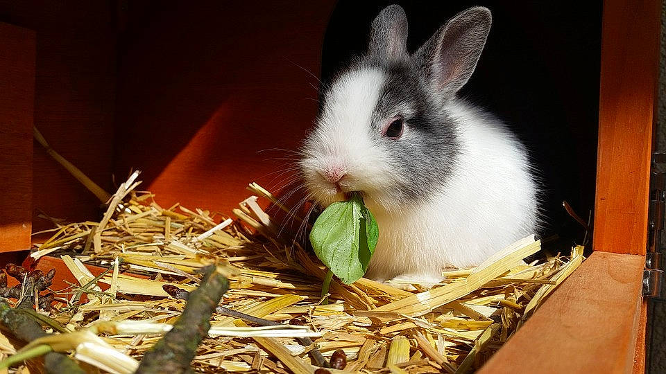 Mirabelle participe au concours pour gagner de l'argent avec cette photo : domestic_rabbit, hay, mammal, plant, rabbit, rabbits_and_hares, whiskers