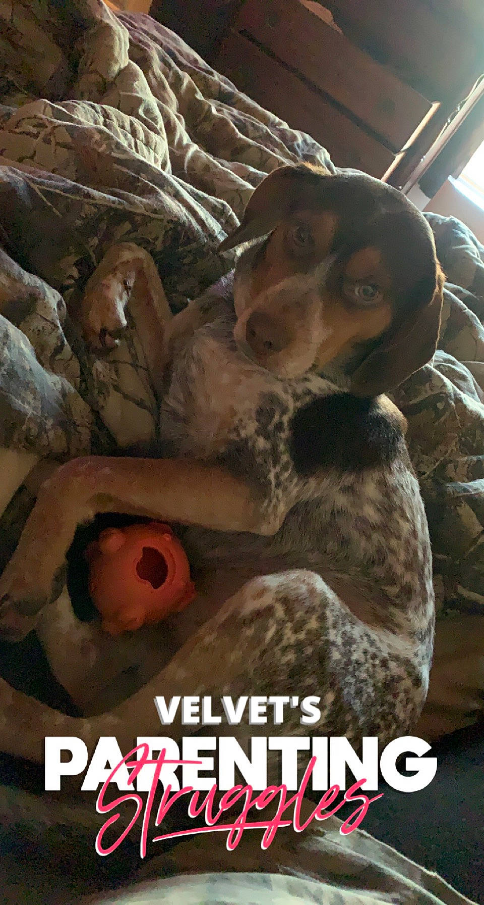 Roscoe joined the competition — help win amazing prizes! art, canidae, carnivore, comfort, companion_dog, dog, dog_breed, fawn, fur, liver, photo_caption, publication, snout, sporting_group, terrestrial_animal, wood, working_animal