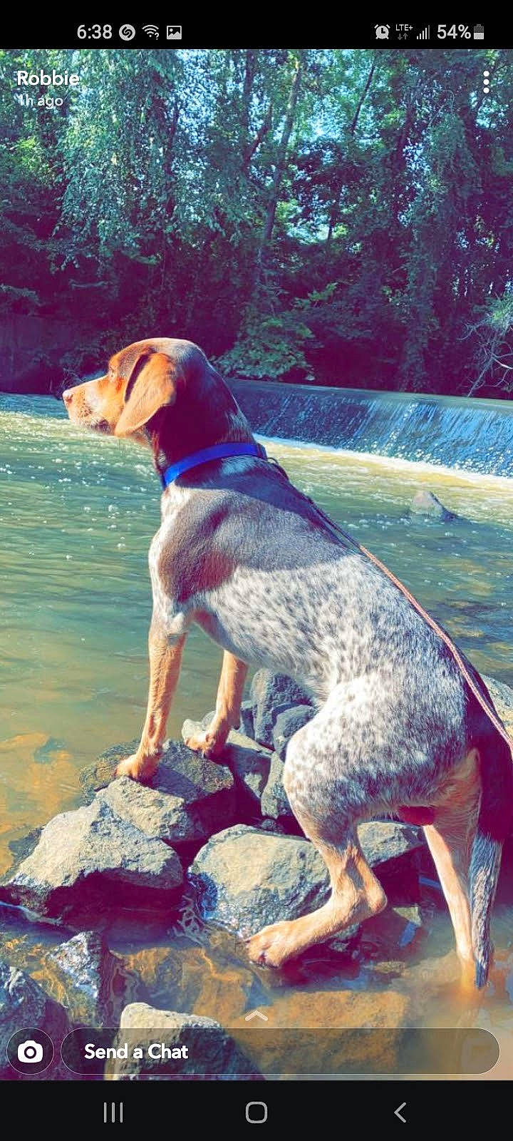 Roscoe is registered to the contest to win money with this photo: art, canidae, carnivore, collar, companion_dog, dog, dog_breed, dog_collar, dog_supply, fawn, gun_dog, lake, leisure, pet_supply, rectangle, rock, sporting_group, tail, water, working_animal
