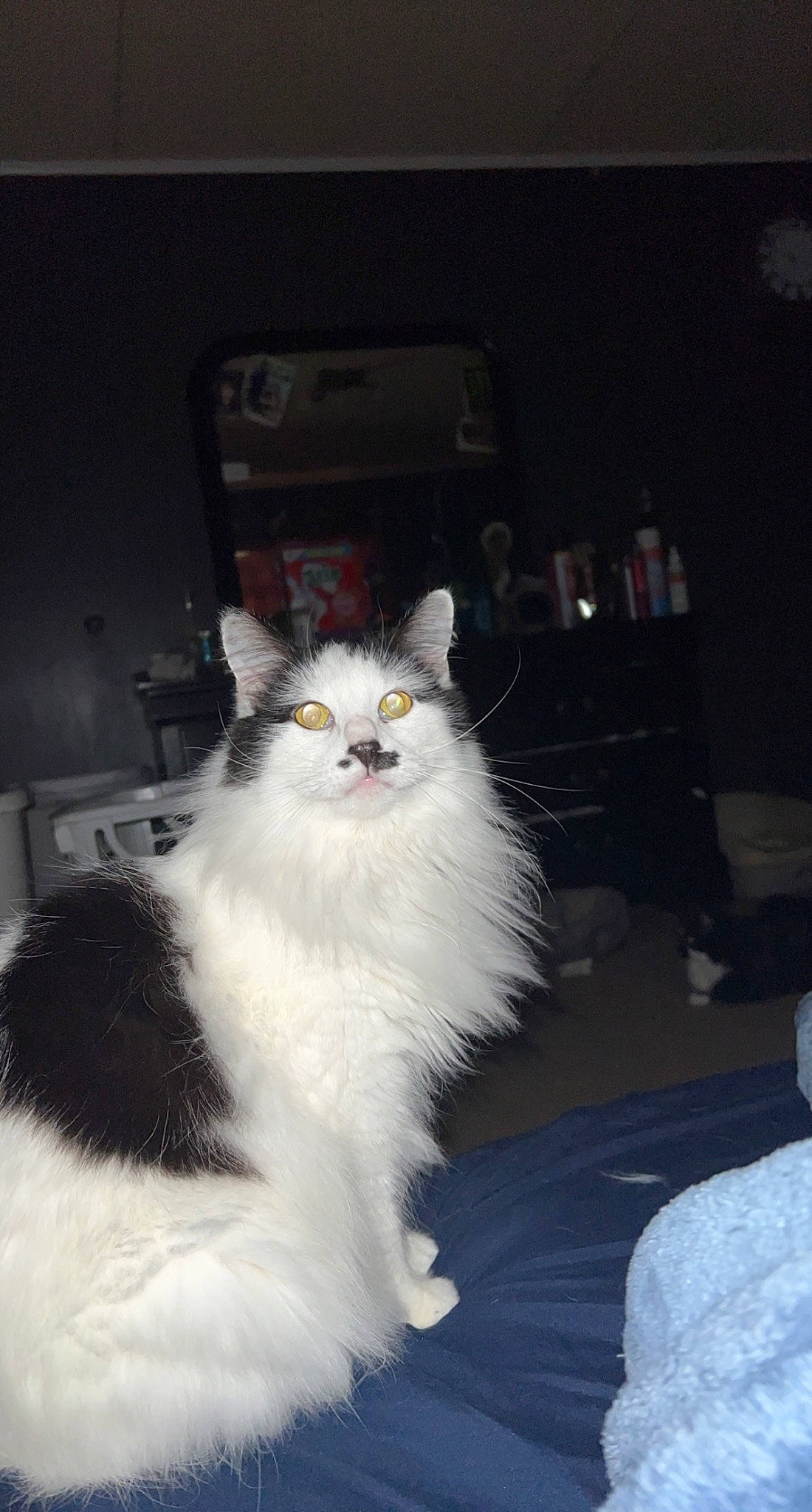 Kittler joined the competition — help win amazing prizes! carnivore, cat, fang, felidae, fur, gas, paw, small_to_medium_sized_cats, snout, tail, terrestrial_animal, whiskers