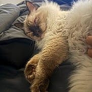 Icy joined the competition — help win amazing prizes! cat, sleeping, fluffy, cream_colored, longhaired, pet, paw, whiskers, ears, closed_eyes, relaxed, cozy, blanket, bed, indoor, nap, cuddly, fur, portrait, domestic_animal