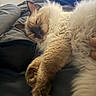 cat, sleeping, fluffy, cream_colored, longhaired, pet, paw, whiskers, ears, closed_eyes, relaxed, cozy, blanket, bed, indoor, nap, cuddly, fur, portrait, domestic_animal