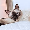 Icy joined the competition — help win amazing prizes! cat, siamese_cat, blue_eyes, pet, animal, feline, fur, whiskers, ears, face, close_up, portrait, lying_down, relaxed, bed, white_bedding, indoors, home, soft_lighting, photography