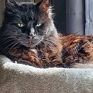 Antonio is registered to the contest to win money with this photo: animal, black_cat, blanket, cat, closeup, cozy, curtain, domestic_cat, feline, fur, green_eyes, indoor, pet, portrait, relaxed, resting, soft_texture, sunlight, whiskers, window