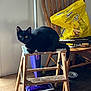 black_cat, cat, step_ladder, wooden_ladder, wooden_chair, cat_treats, temptations_bag, vacuum_cleaner, paint_splatter, wood_floor, indoor, pet, curious_cat, feline, household_items, tools, domestic_scene, animal, staring_cat, collar