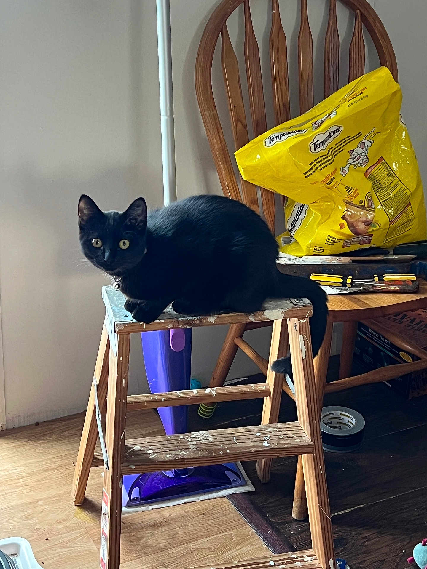 Mischief is registered to the contest to win money with this photo: black_cat, cat, step_ladder, wooden_ladder, wooden_chair, cat_treats, temptations_bag, vacuum_cleaner, paint_splatter, wood_floor, indoor, pet, curious_cat, feline, household_items, tools, domestic_scene, animal, staring_cat, collar