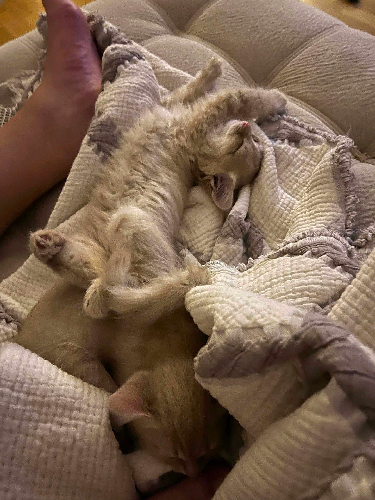 Thomas joined the competition — help win amazing prizes! kitten, cat, blanket, sleeping, cozy, fur, paw, foot, resting, cute, pet, indoor, texture, soft, warm, relaxing, animal, nap, comfort, feline