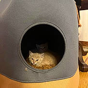 Thomas is registered to the contest to win money with this photo: animal, cat, cat_house, cozy, cute, domestic, fabric, feline, floor, fur, home, indoor, kitten, peeking, pet, resting, shadow, small, two_kittens, wooden_floor