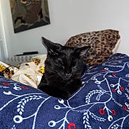 Yuko participe au concours pour gagner de l'argent avec cette photo : cat, black_cat, sleeping, blanket, patterned_blanket, indoor, pillow, leopard_print, feline, resting, cozy, domestic_cat, animal, pet, soft_texture, wall_art, furniture, home_interior, relaxation, closeup