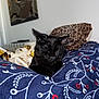 cat, black_cat, sleeping, blanket, patterned_blanket, indoor, pillow, leopard_print, feline, resting, cozy, domestic_cat, animal, pet, soft_texture, wall_art, furniture, home_interior, relaxation, closeup