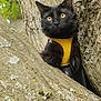 alert, animal, black_cat, branch, cat, climbing, close_up, curious, eyes, fur, mammal, nature, outdoor, pet, portrait, tree, whiskers, wildlife, yellow_harness, young_cat
