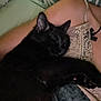animal, bed, black_cat, blanket, cat, closeup, comfort, cozy, feline, fur, human_skin, indoor, lace, nap, paw, person, pet, relaxation, resting, sleeping_cat