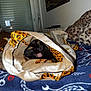 cat, black_cat, fabric, leopard_print, blanket, bedroom, playful, tongue_out, domestic_cat, home_interior, pillow, pattern, animal, pet, resting, indoor, curtains, window, textile, feline