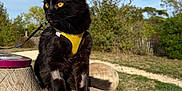 Yuko a rejoint le concours — aidez-le/la à gagner de superbes lots ! animal, black_cat, cat, daytime, ears, eyes, feline, forest, greenery, leash, log, nature, outdoor, pet, sky, sunlight, tree, whiskers, wood, yellow_harness