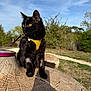 animal, black_cat, cat, daytime, ears, eyes, feline, forest, greenery, leash, log, nature, outdoor, pet, sky, sunlight, tree, whiskers, wood, yellow_harness