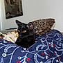 black_cat, cat, pet, indoor, blanket, pattern, floral_pattern, leopard_print, pillow, furniture, painting, wall_art, yellow_eyes, animal, cozy, relaxed, fur, domestic_cat, resting, home