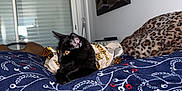 Yuko a rejoint le concours — aidez-le/la à gagner de superbes lots ! black_cat, cat, pet, animal, indoor, blanket, patterned_blanket, leopard_print, yellow_eyes, feline, cozy, resting, window, painting, pillow, comfort, domestic, fur, side_view, relaxed