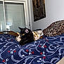 black_cat, cat, pet, animal, indoor, blanket, patterned_blanket, leopard_print, yellow_eyes, feline, cozy, resting, window, painting, pillow, comfort, domestic, fur, side_view, relaxed