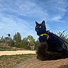 Yuko a rejoint le concours — aidez-le/la à gagner de superbes lots ! animal, black_cat, blue_sky, calm, cat, daylight, feline, grass, greenery, harness, leash, nature, outdoor, pet, sculpture, sitting, sky, watchful, wooden_surface, yellow_eyes