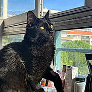 Yuko a rejoint le concours — aidez-le/la à gagner de superbes lots ! black_cat, bottle, close_up, container, curiosity, daylight, domestic_animal, feline, fur, houseplant, indoor, pet, portrait, reflection, shadow, sunlight, table, whiskers, window, yellow_eyes