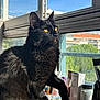 black_cat, bottle, close_up, container, curiosity, daylight, domestic_animal, feline, fur, houseplant, indoor, pet, portrait, reflection, shadow, sunlight, table, whiskers, window, yellow_eyes