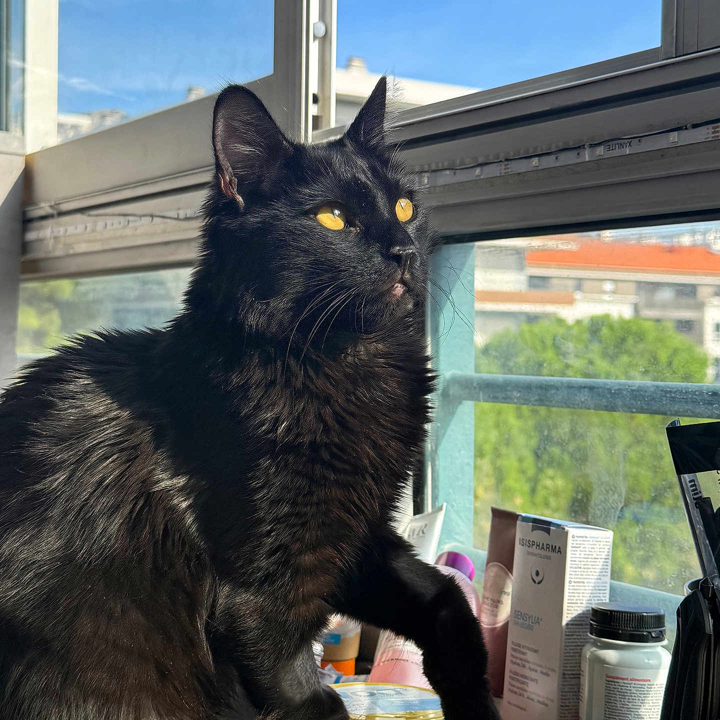 Yuko a rejoint le concours — aidez-le/la à gagner de superbes lots ! black_cat, bottle, close_up, container, curiosity, daylight, domestic_animal, feline, fur, houseplant, indoor, pet, portrait, reflection, shadow, sunlight, table, whiskers, window, yellow_eyes