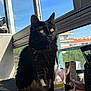 Yuko participe au concours pour gagner de l'argent avec cette photo : animal, black_cat, blue_sky, cat, cosmetics, domestic_cat, feline, fur, golden_eyes, home, houseplant, indoors, natural_light, pet, portrait, sitting, skincare_products, sunlight, window, windowsill