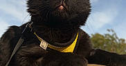 Yuko participe au concours pour gagner de l'argent avec cette photo : alert, animal, black_cat, cat, close_up, daylight, ears, feline, fur, looking_up, mammal, nature, outdoor, pet, portrait, resting, sky, whiskers, wooden_surface, yellow_harness
