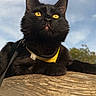 alert, animal, black_cat, cat, close_up, daylight, ears, feline, fur, looking_up, mammal, nature, outdoor, pet, portrait, resting, sky, whiskers, wooden_surface, yellow_harness