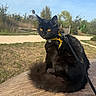 animal, black_cat, cat, daylight, feline, fur, grass, harness, leash, nature, outdoor, park, path, pet, sitting, sunny, tree, whiskers, wooden_surface, yellow_eyes