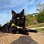 Yuko participe au concours pour gagner de l'argent avec cette photo : animal, black_cat, cat, closeup, curious, daytime, feline, greenery, harness, leash, nature, outdoor, pet, resting, sky, sunlight, texture, tree, wood, yellow_eyes