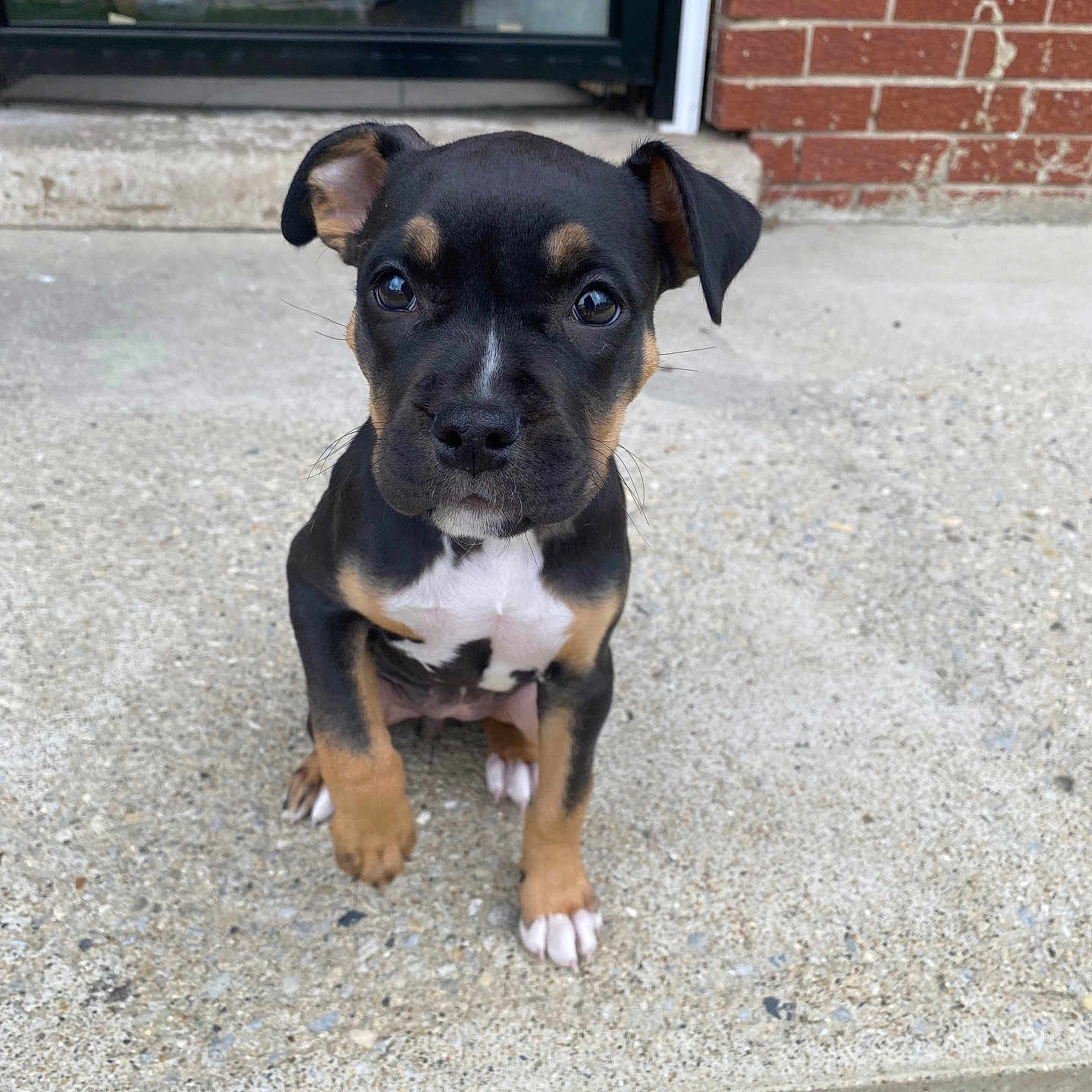 Bella is registered to the contest to win money with this photo: accessories, animal, architecture, boxer, brick, building, bulldog, canine, dog, door, hound, outdoors, pet, puppy, shelter, slate, snout, strap, wall, window
