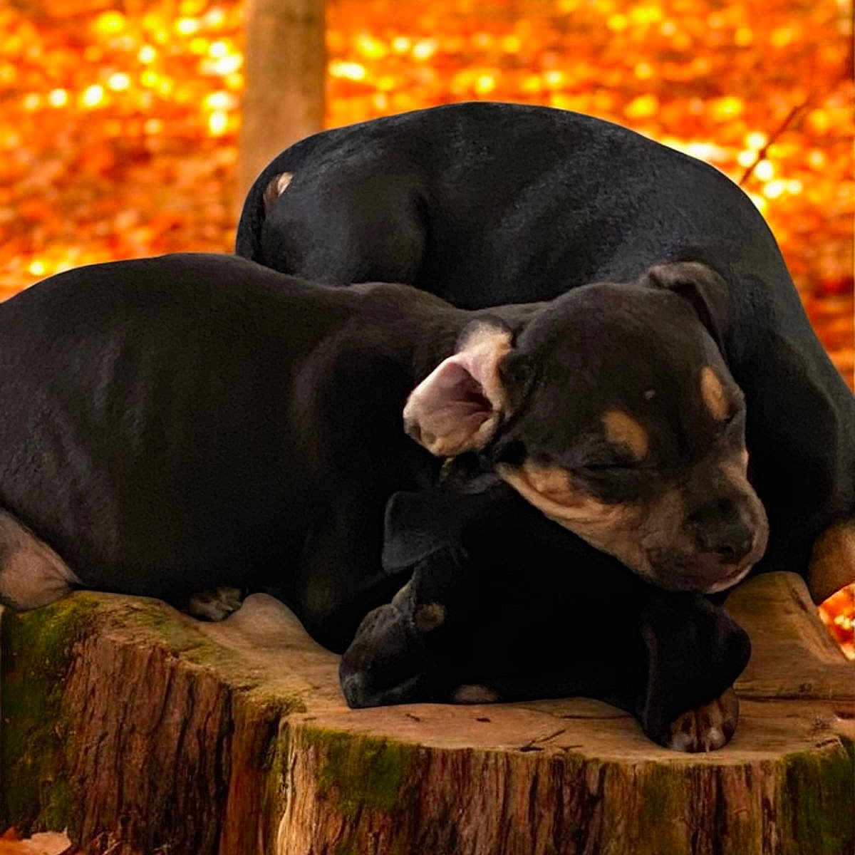 Bukuu And Bella