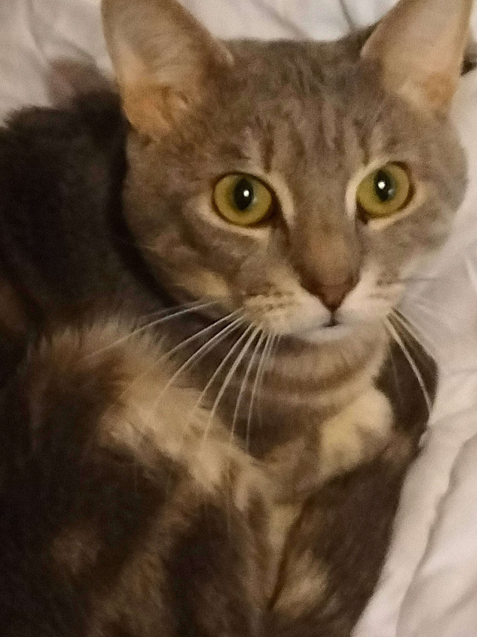 Luffy participe au concours pour gagner de l'argent avec cette photo : carnivore, cat, domestic_short_haired_cat, felidae, fur, head, iris, small_to_medium_sized_cats, snout, terrestrial_animal, whiskers