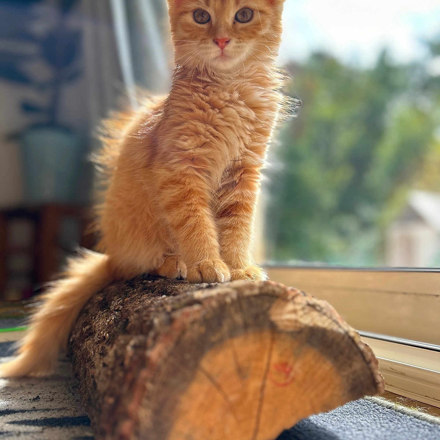 Venus a rejoint le concours — aidez-le/la à gagner de superbes lots ! abyssinian, angora, animal, cat, countryside, hardwood, kitten, lumber, manx, nature, outdoors, pet, plant, plywood, stainedwood, straw, tree, window, windowsill, wood