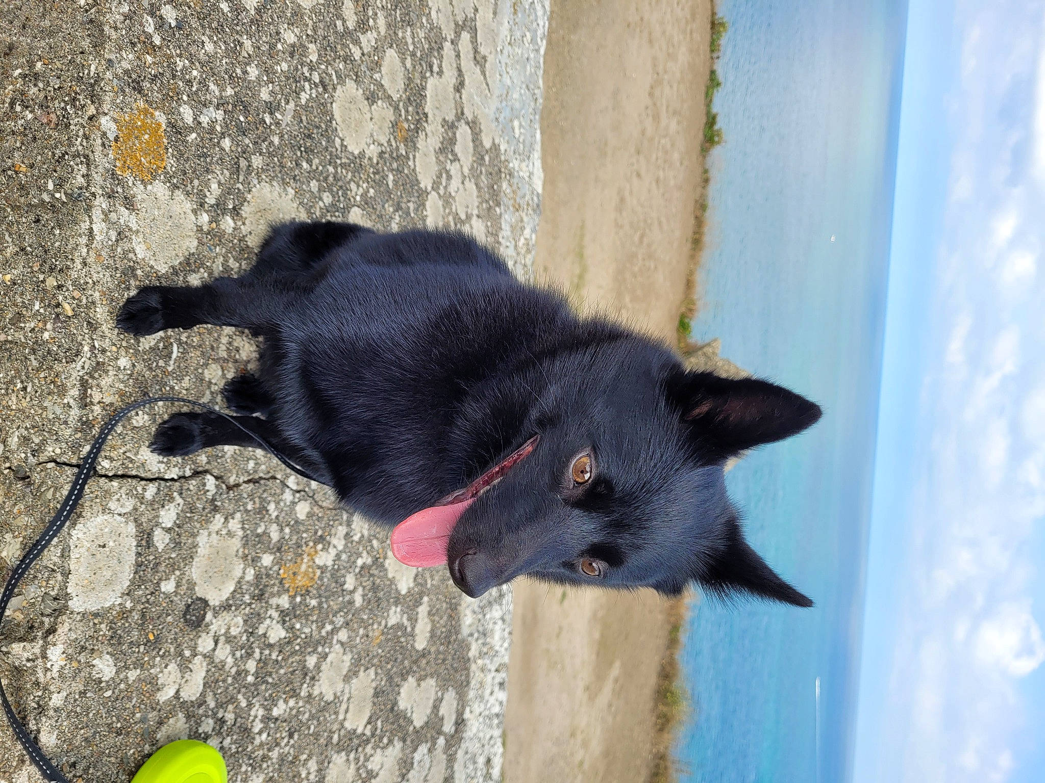 Pistache a rejoint le concours — aidez-le/la à gagner de superbes lots ! black_cat, canidae, carmine, carnivore, cloud, collar, dog, dog_breed, domestic_short_haired_cat, felidae, fur, non_sporting_group, pet_supply, shadow, sky, small_to_medium_sized_cats, snout, sporting_group, tail, water