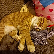 Bessie Poo joined the competition — help win amazing prizes! animal, cat, couch, cozy, cute, domestic_cat, fabric, fur, home, indoor, nap, orange_tabby, patterned_cloth, paw, pet, pillow, relaxation, resting, sleeping, whiskers
