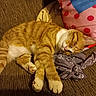 animal, cat, couch, cozy, cute, domestic_cat, fabric, fur, home, indoor, nap, orange_tabby, patterned_cloth, paw, pet, pillow, relaxation, resting, sleeping, whiskers