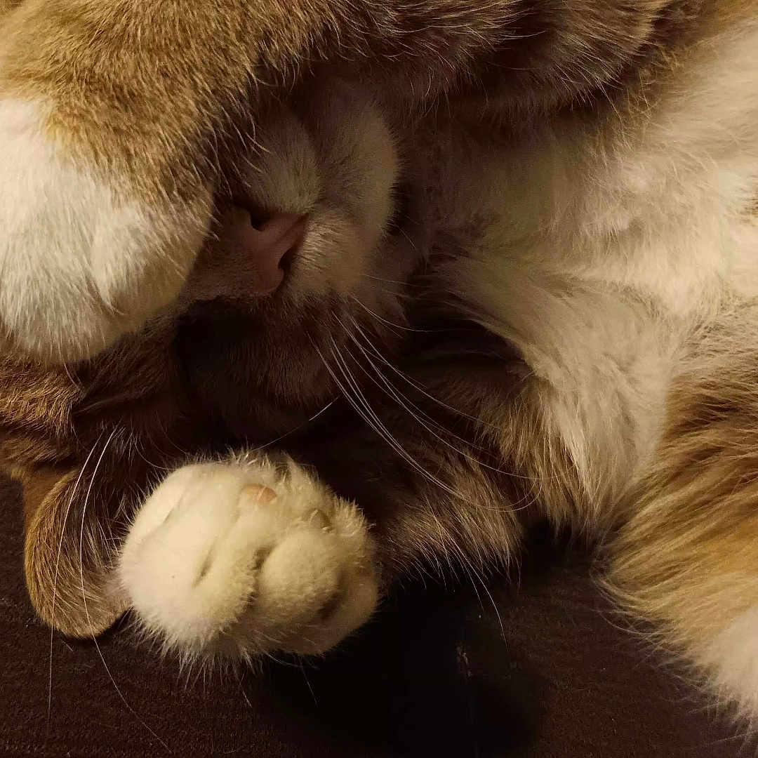 Bessie Poo joined the competition — help win amazing prizes! animal, brown, cat, closeup, cozy, cute, domestic_cat, feline, fur, indoor, nap, nose, paw, pet, relaxing, resting, sleeping, soft, whiskers, white